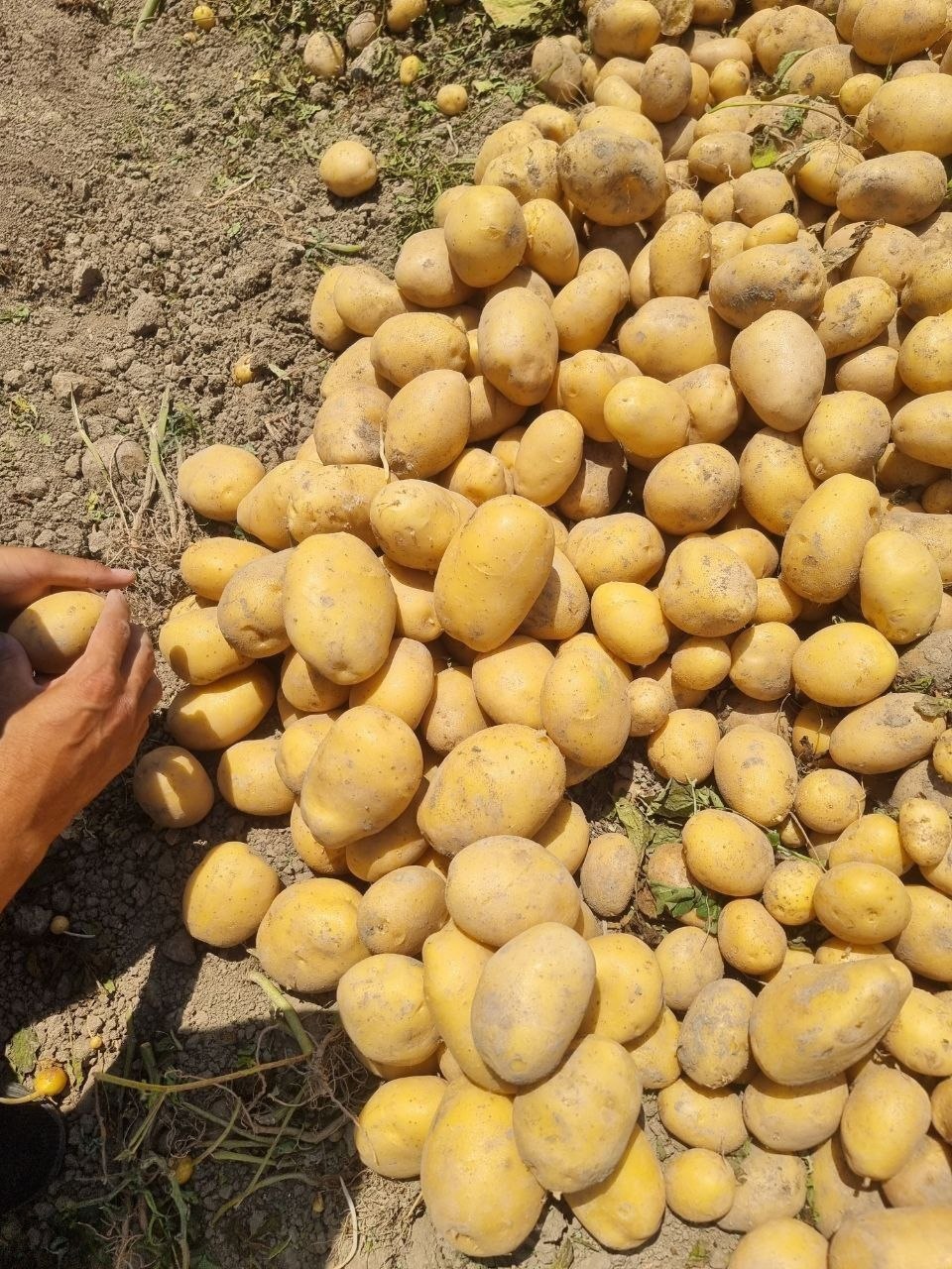 Kanistan kartoshka olamiz
