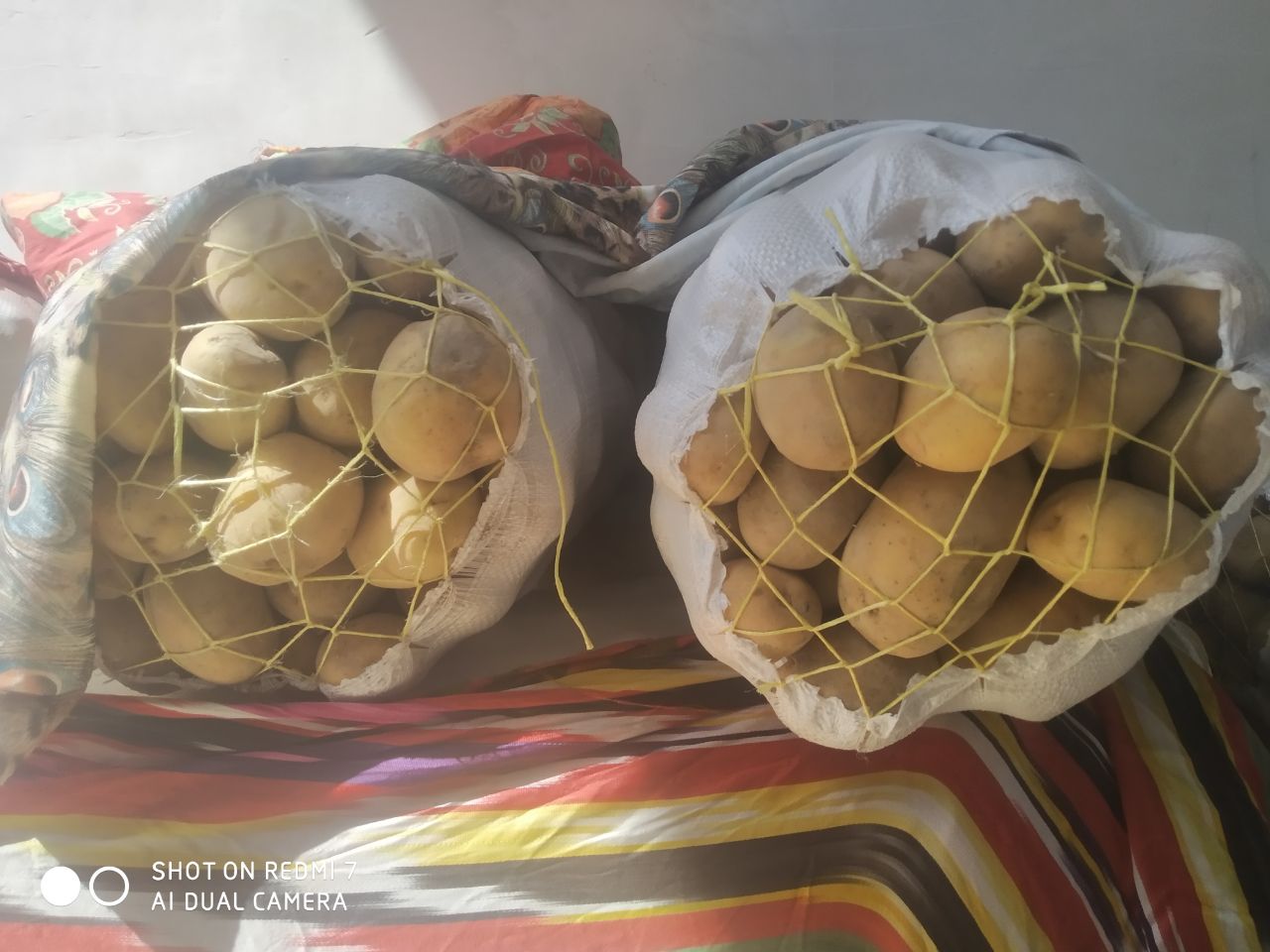 Kanistan kartoshka Murojat uchun