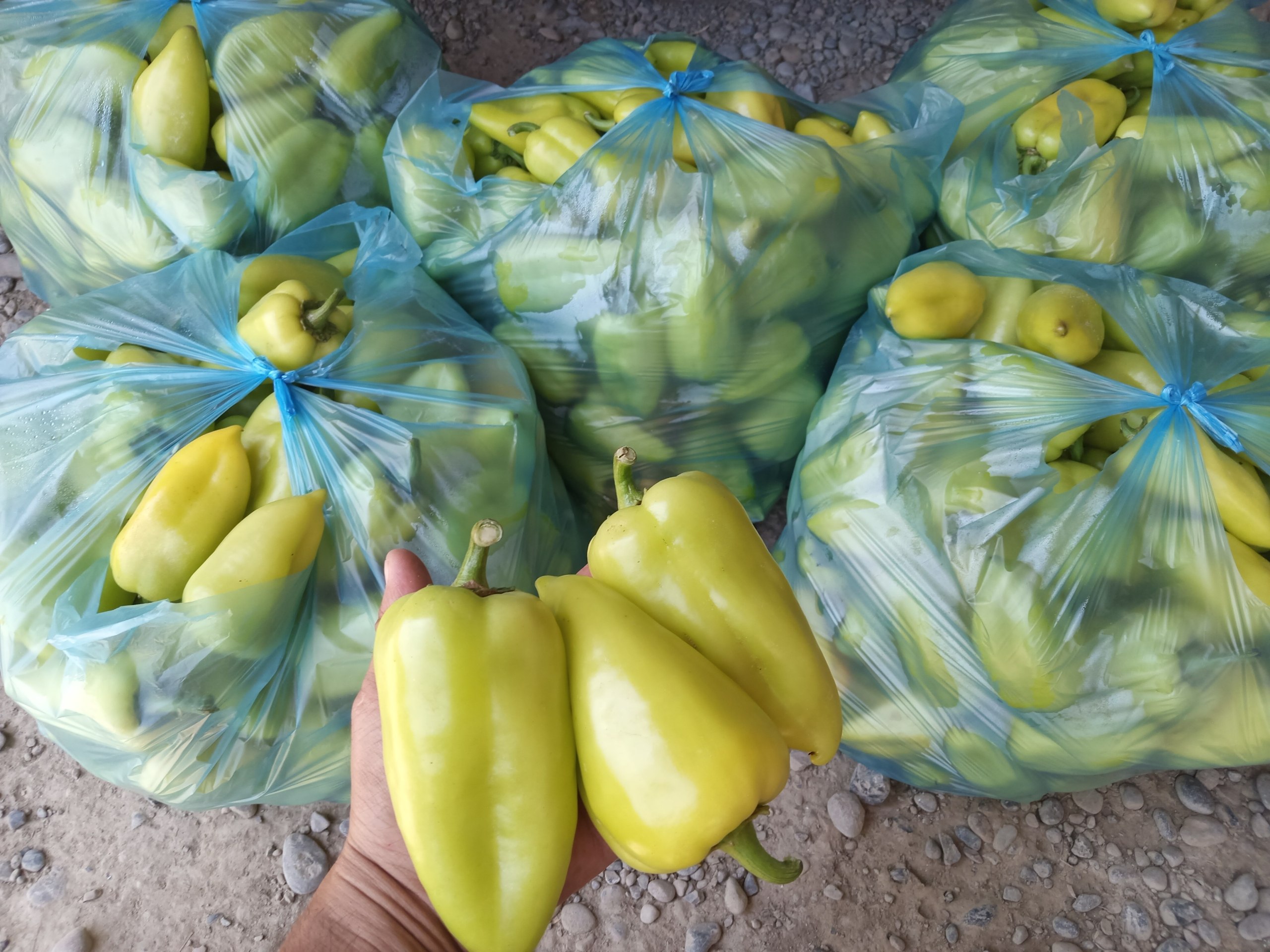Palyot balgar — 25 ta paket tayyor