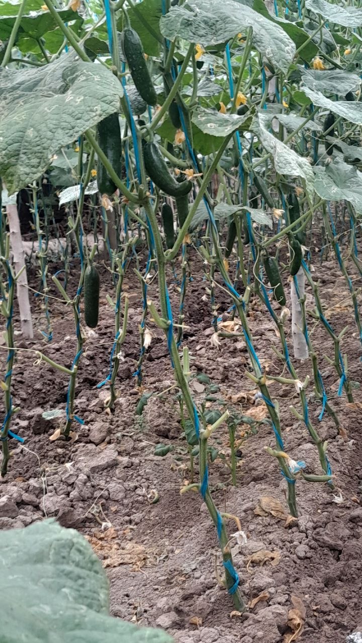 Bodiring — yangi, sifatli