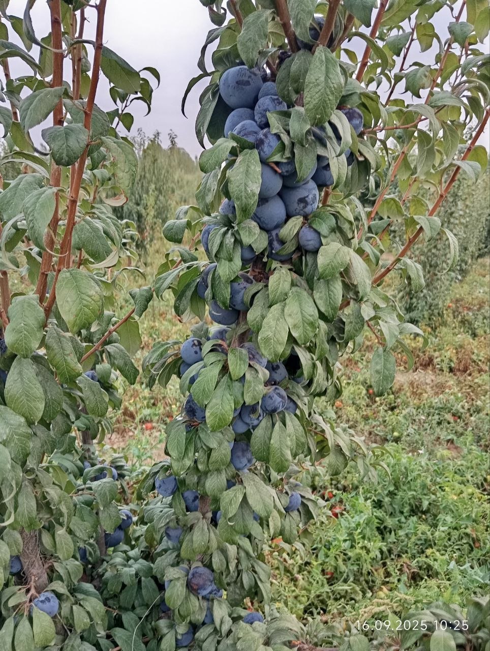 Gaynoli — sifatli va yangi