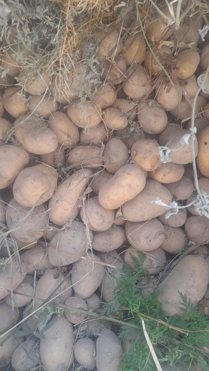 Arizona kartoshka manzil gulbuloq xolati alo