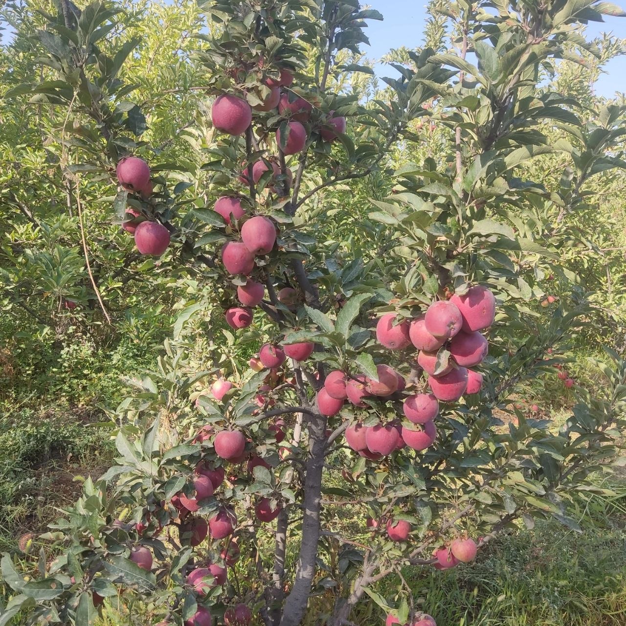 Gurupadagilar 5 yulduz olmalar pishdi man zil Namangan