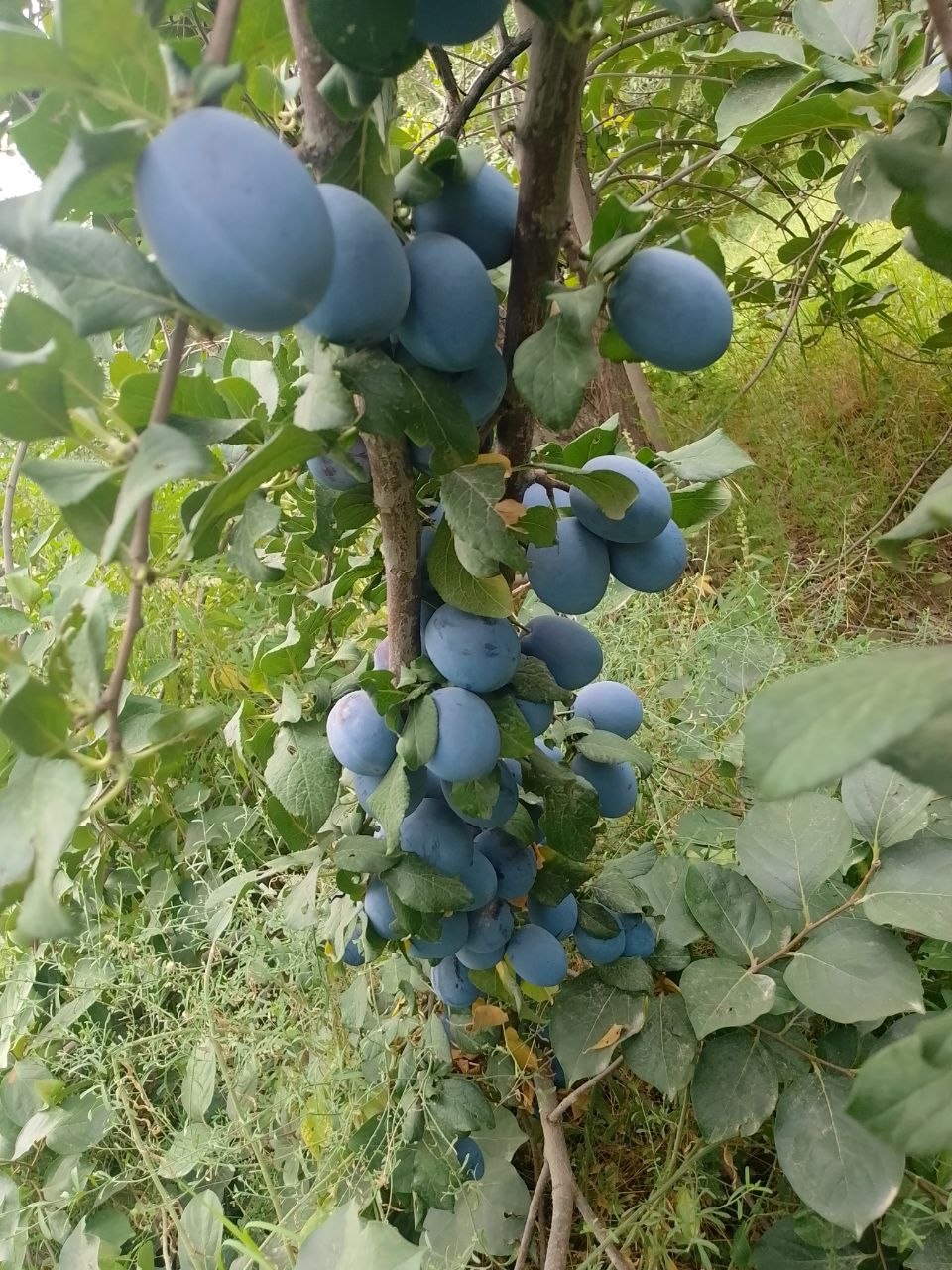 Kechki serbiya — sifatli va arzon