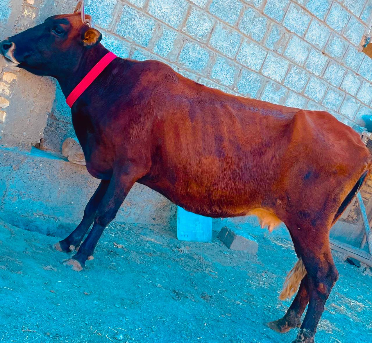 7 OYLIK BUGʻOʻZ SIGIR YIP ICHISH ZOR SOGʻLOM ZOR MOL