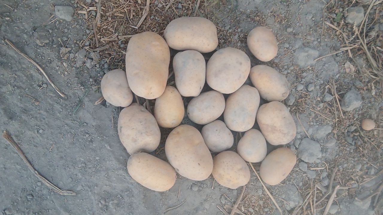 Samarqand Bulung‘urda 40 tonna Arizona kartoshka