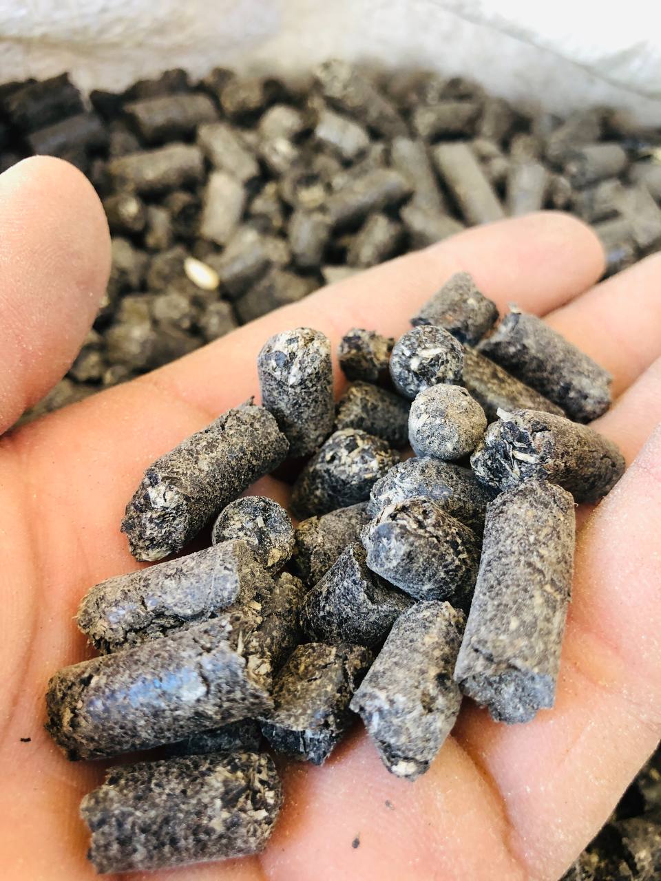 Xamyonbob mol qoy tovuq fermalarga rezultat zor beradi