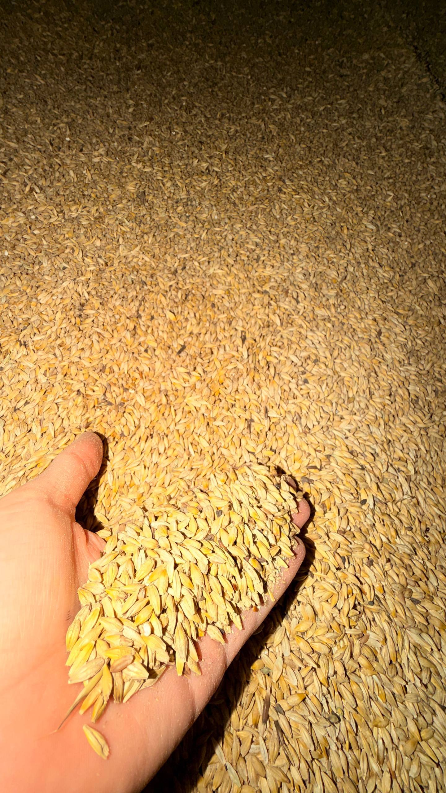QAZOQISTON NOVVOT RANG TOZZA ARPASI QOPLANGAN 40kg