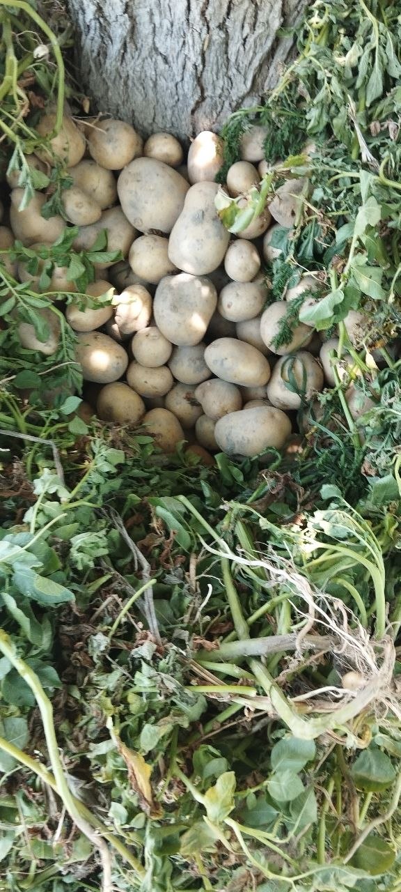 Arizona Kartoshka bor 8 tona ziyot narxi dan