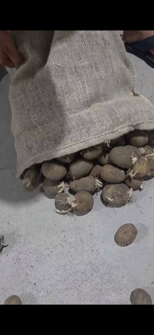 Gollanski elita urugʻlik kartoshka 2026
