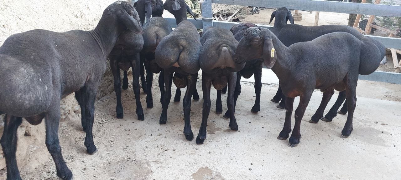 8 oylik qochqorlar — 75 kg dan ortiq