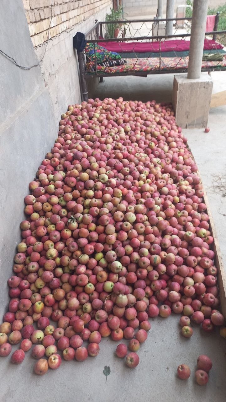 2 chi sort olma bor 400kg atrofida