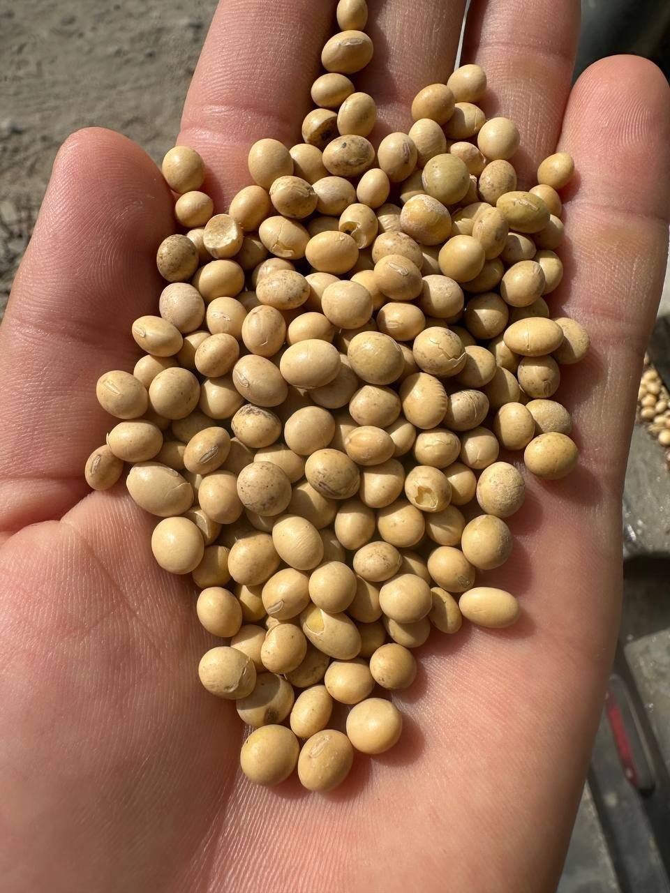 Qozoq soya don — toza sifat, zo'r narx