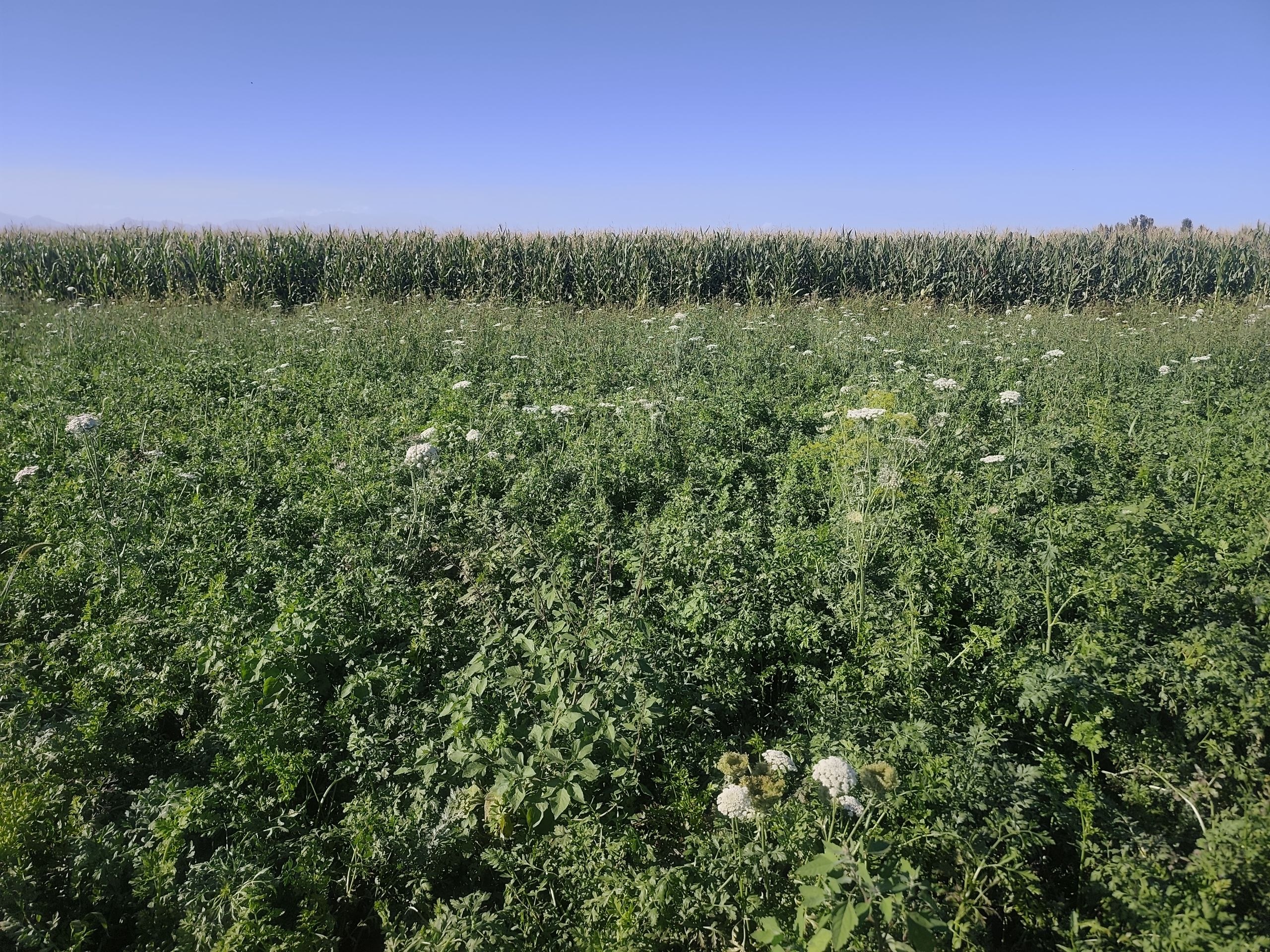 Sariq sabzi — 1 gektar