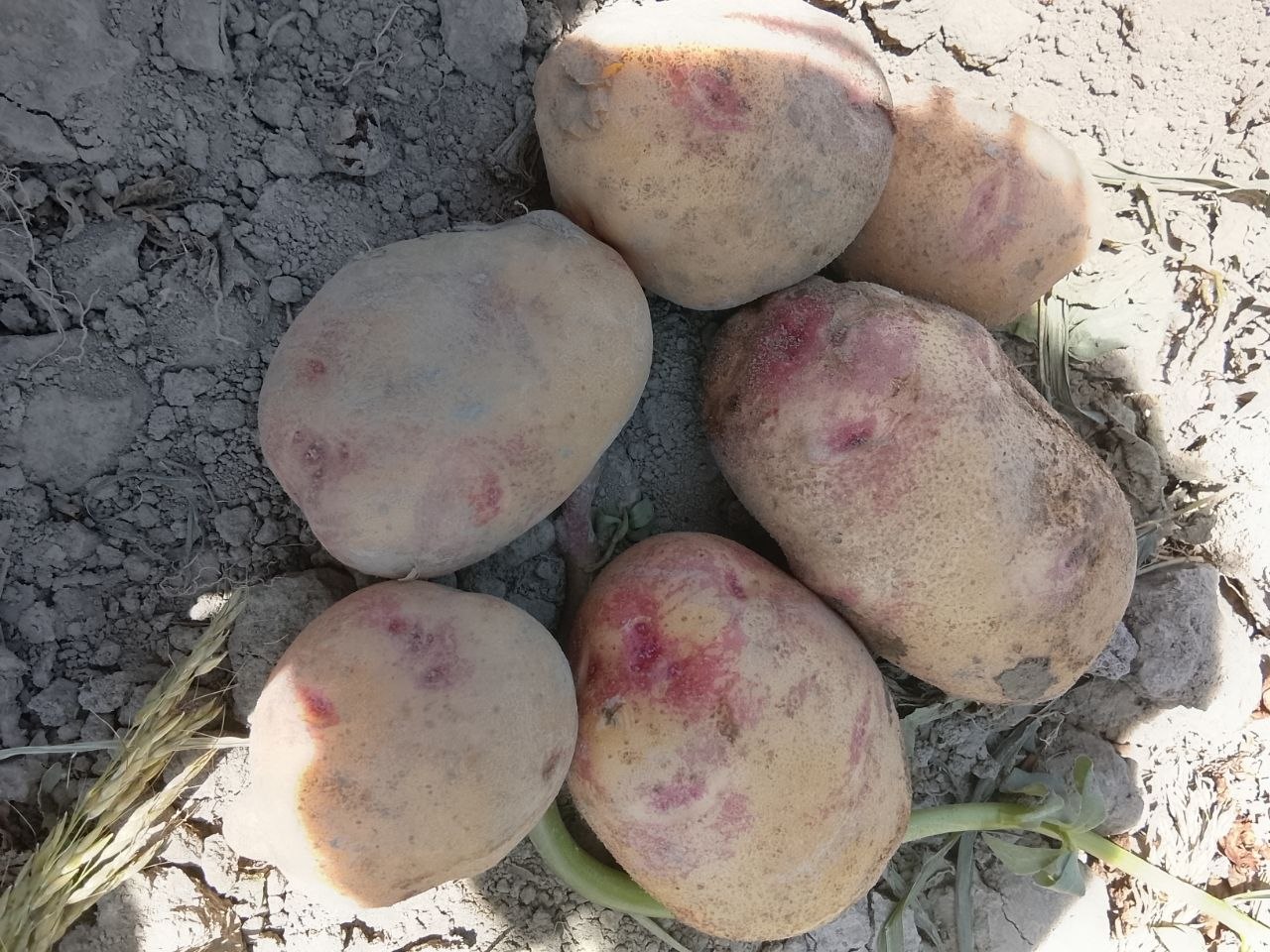 Bulungʻur oʻroqlida kartoshka srochna dangal