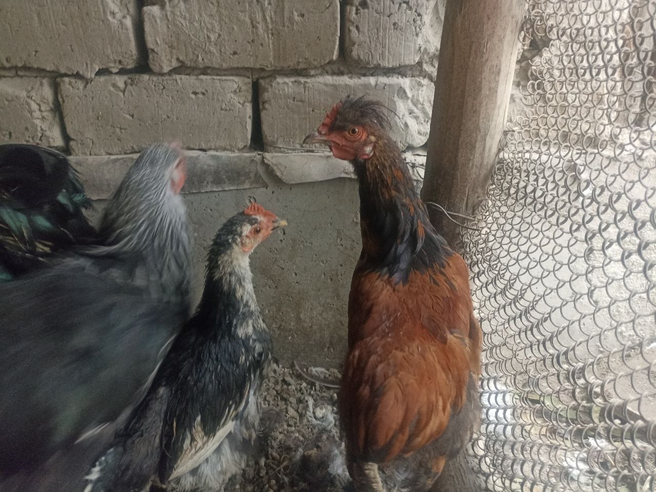 Hammasi