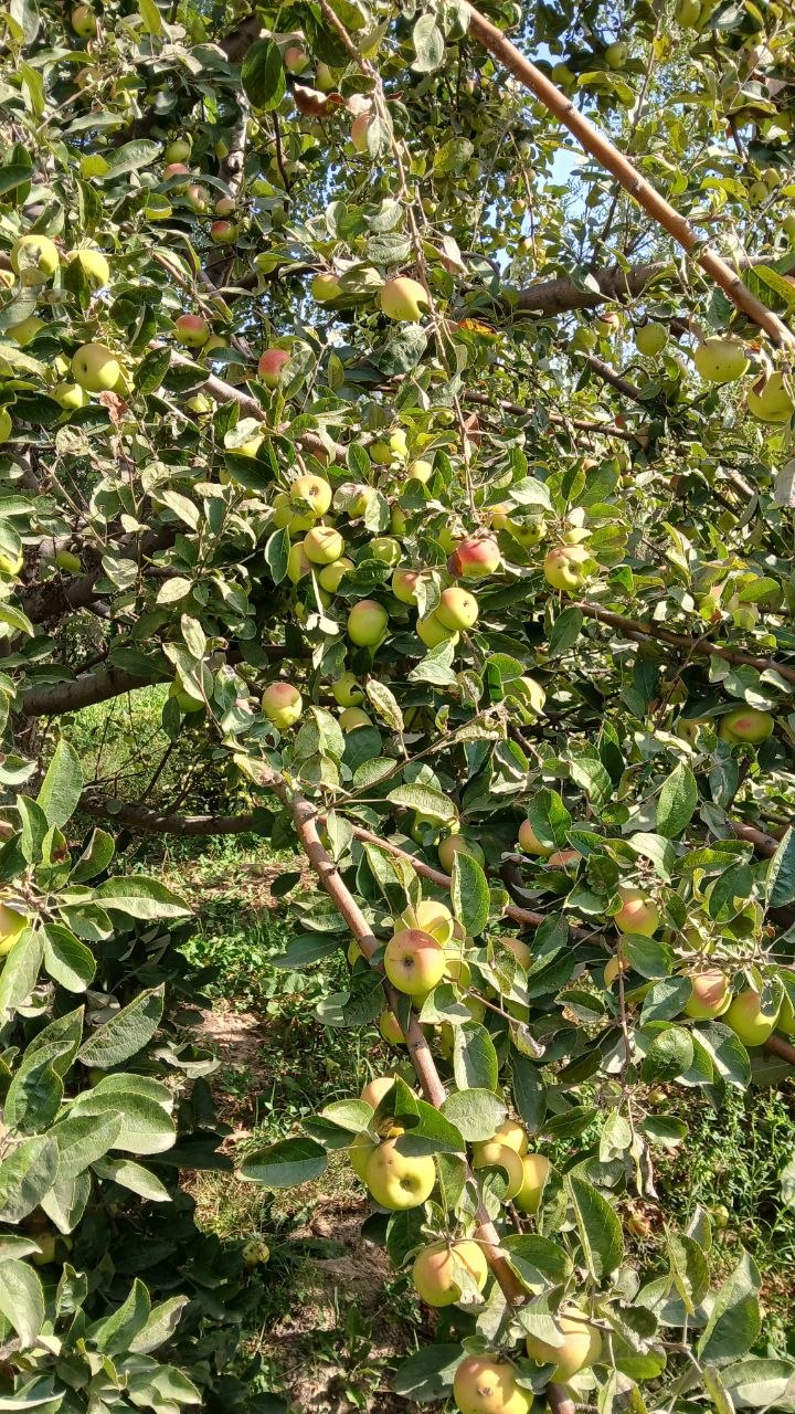 Pabeda olma