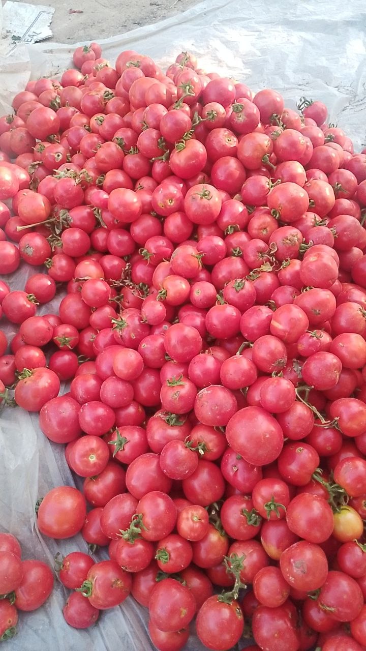 Pamidor — yangi, yetishtirilgan