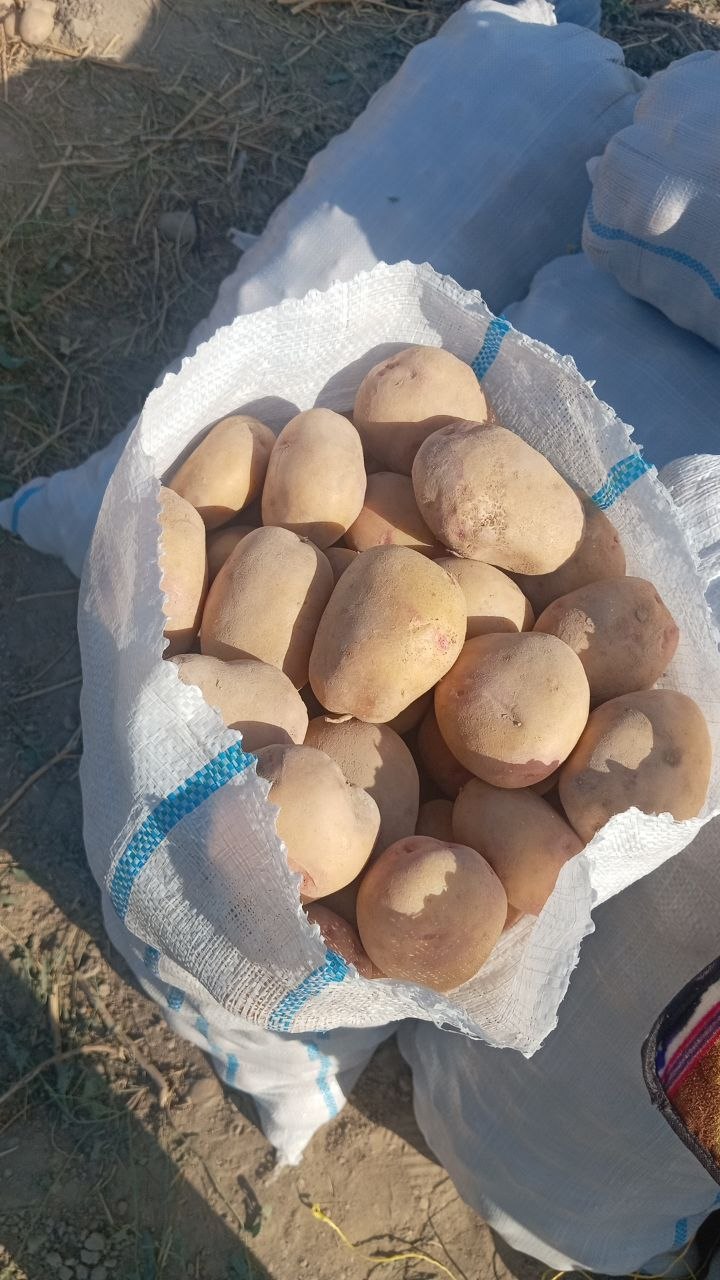 1 tonna tayyor xaltalangan maydaxilroq pikasso