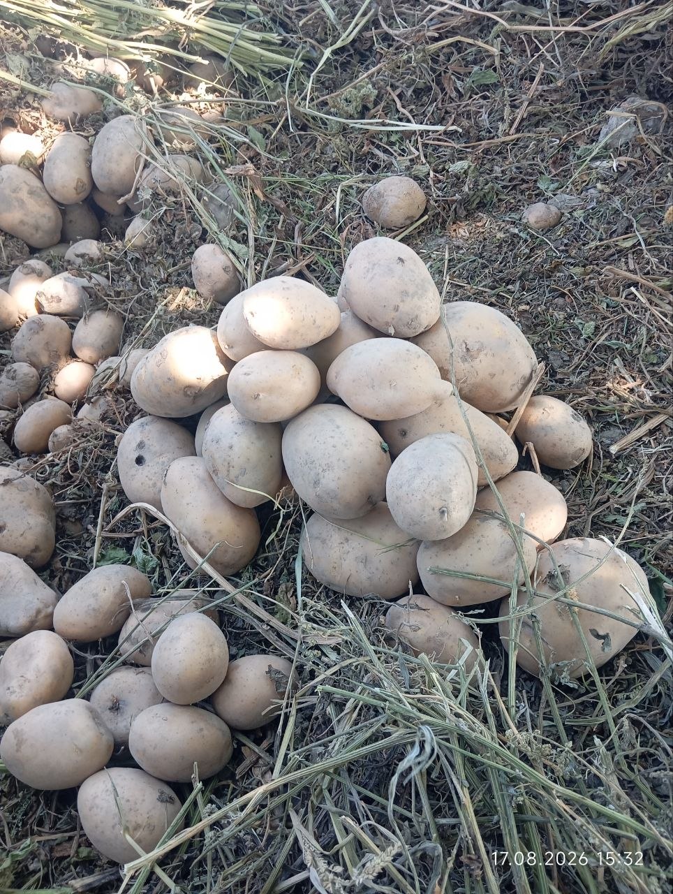 Kartoshka Bulungʻur Kildonda 25 tonna atrofida