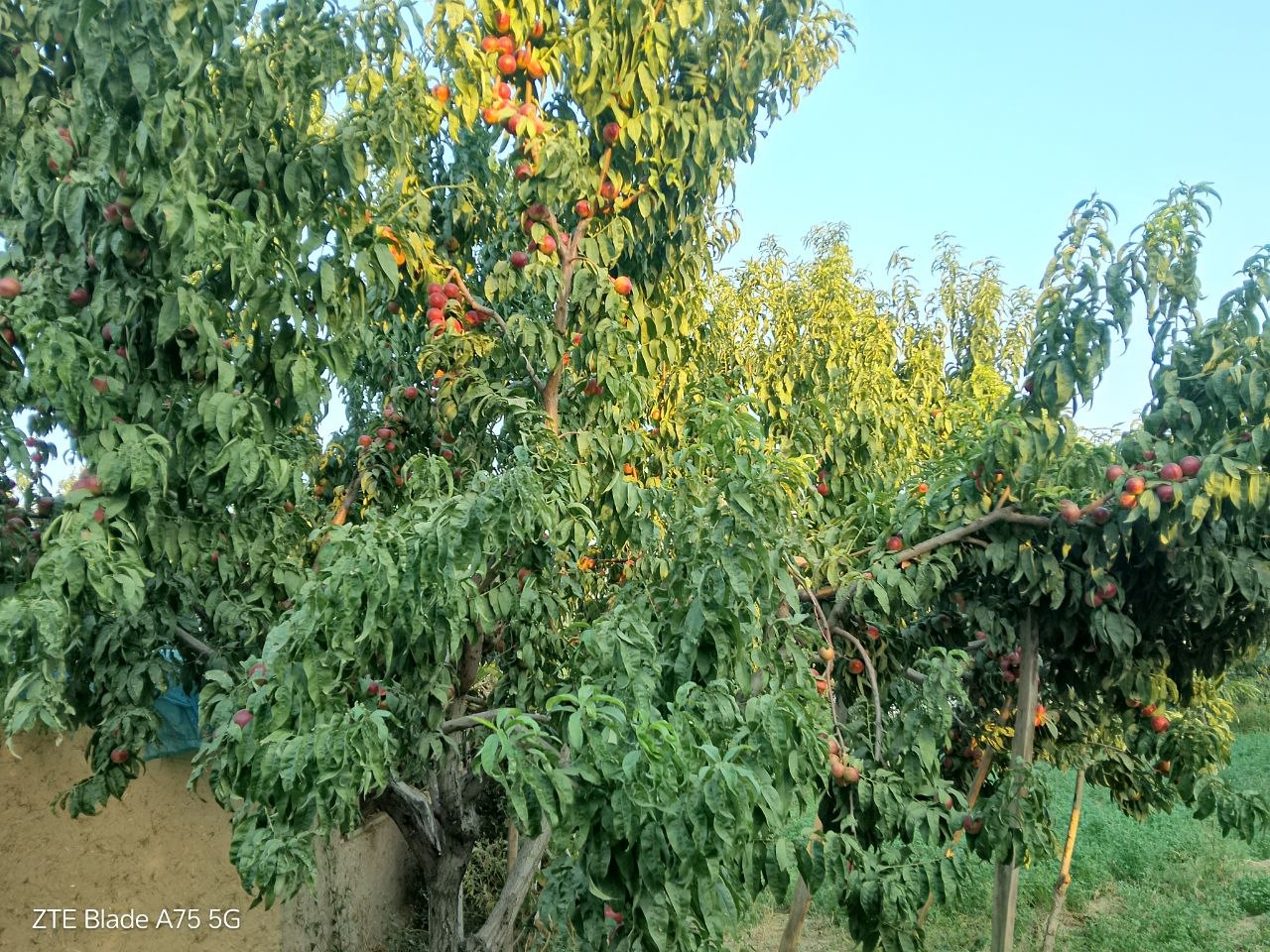 Shaftoli — uzishga tayyor