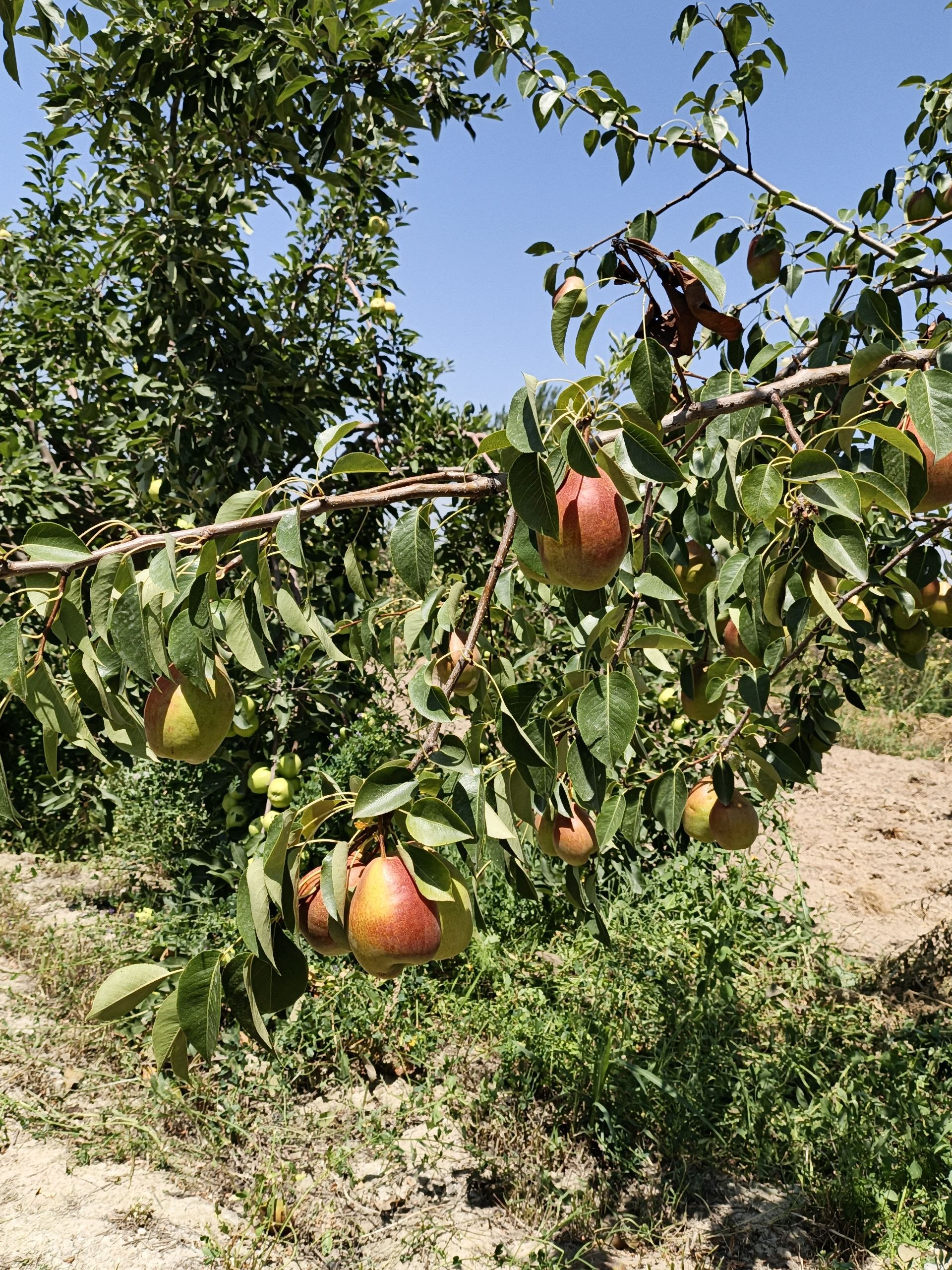 Nokbor