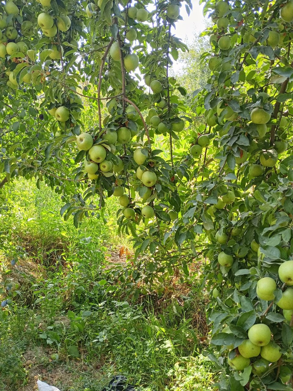 Semerenka olma — yangi, tayyor