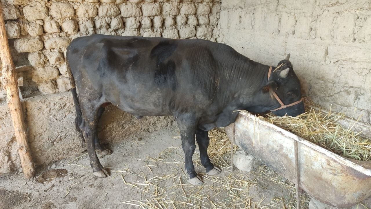 Xo'ra mol — 1.20 m bo'yida