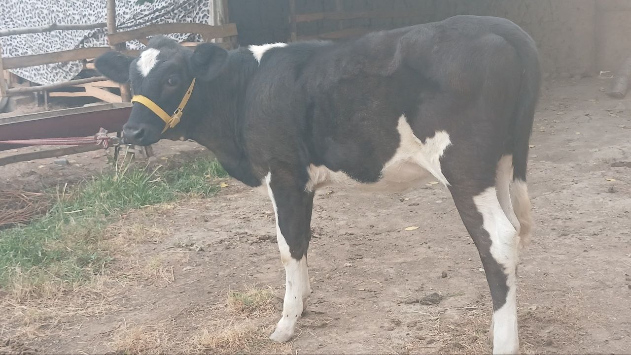 Gibrid xunojin tabiy toqol boyi 1 + narxi 15 milyon