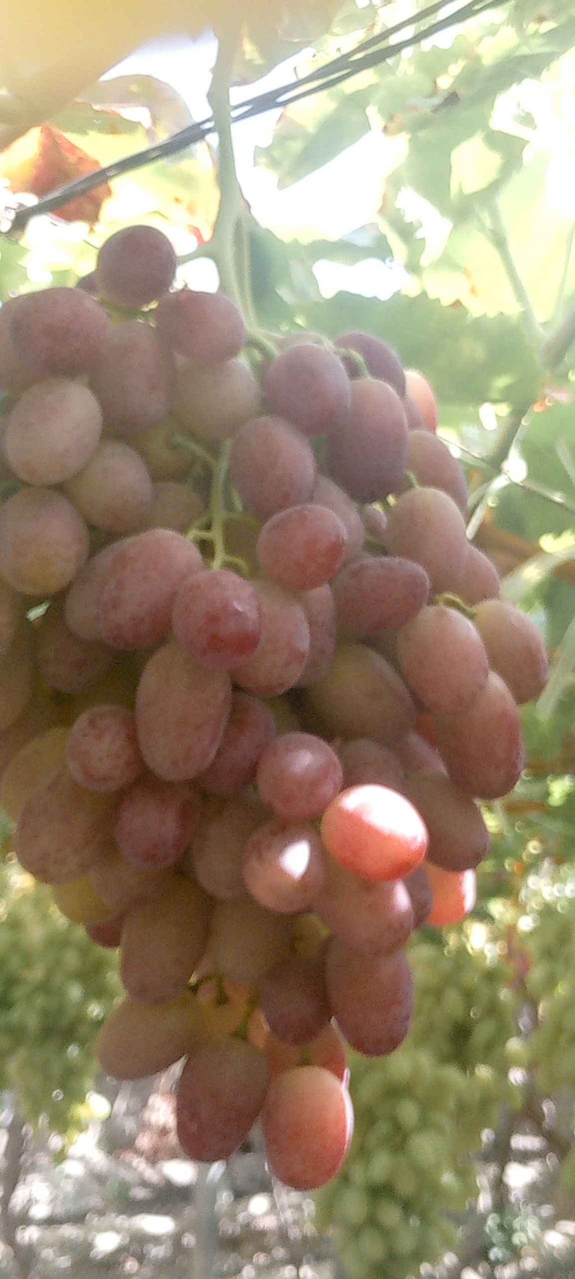 Rizamat