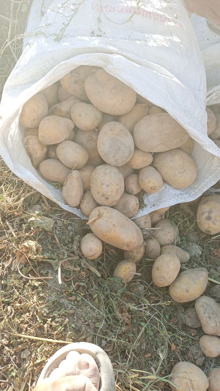 Arizona kartoshka sotamiz gulbuloq changalida yaxshi