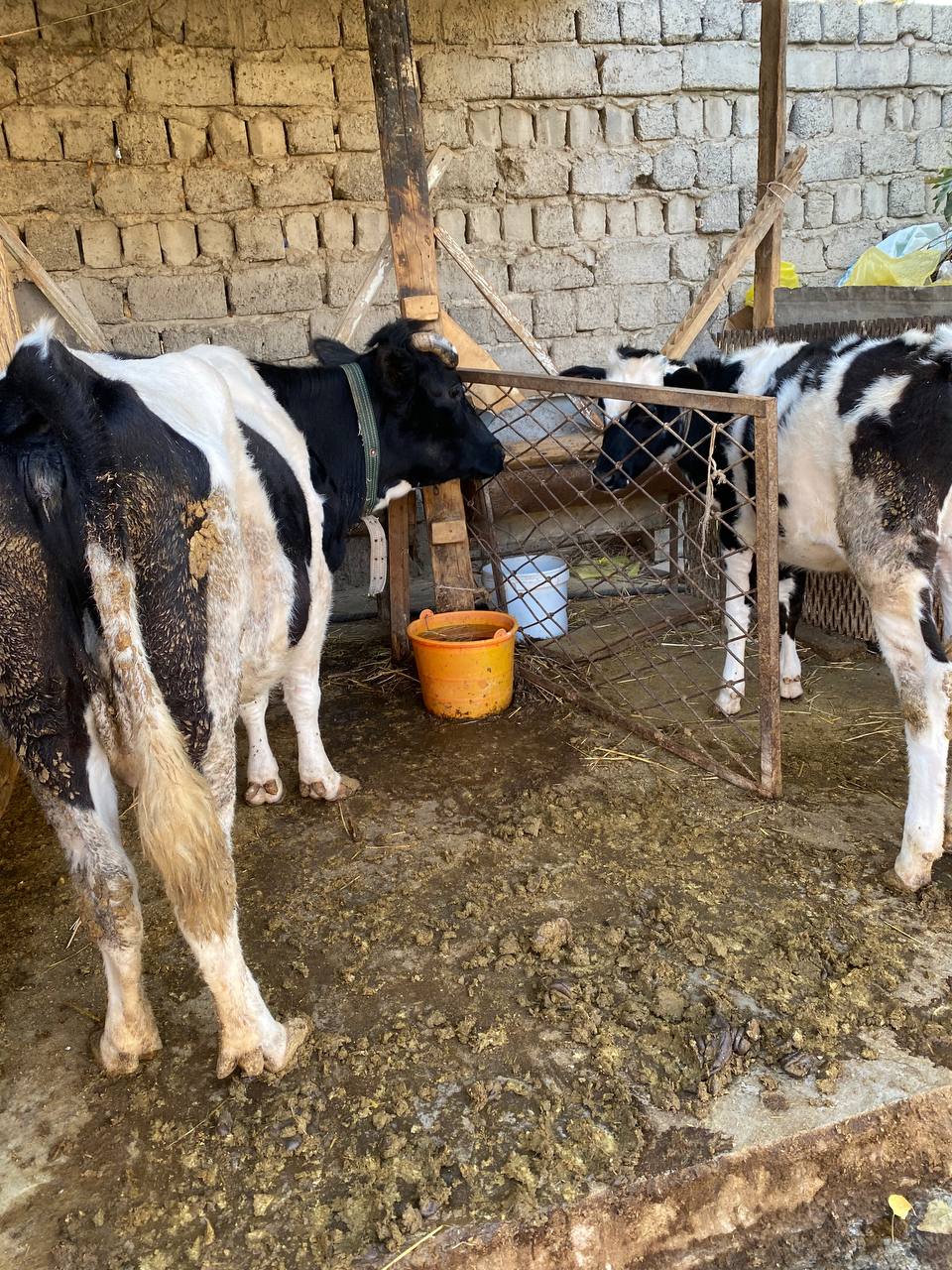 7 oylik bog'oz bolasi — alohida gibrid