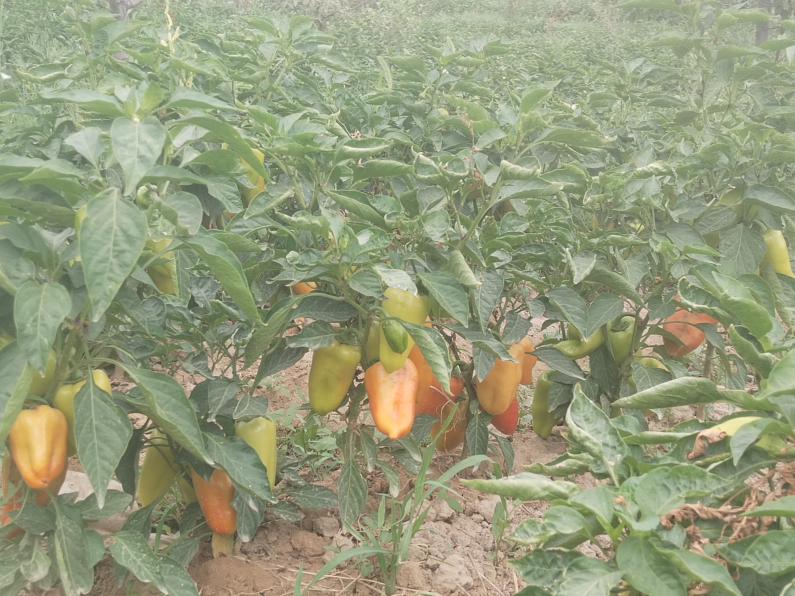 Balgar — yaxshi holatda