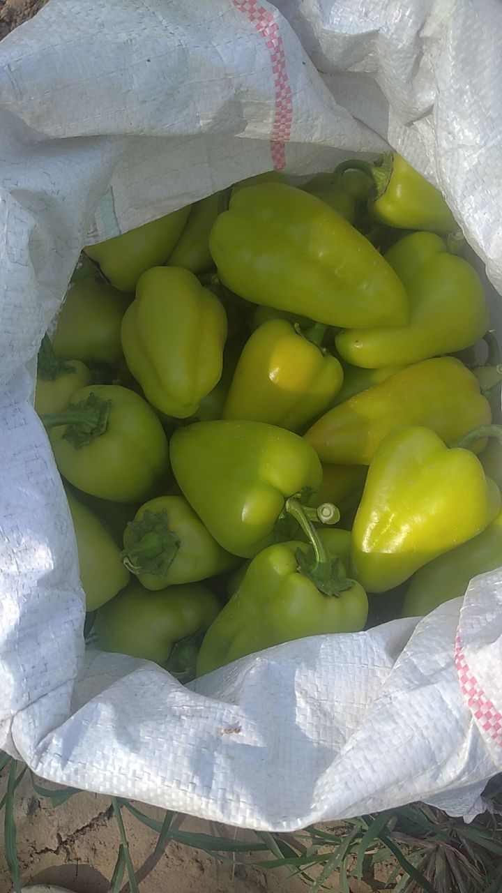 Balgar — kuchli, sifatli
