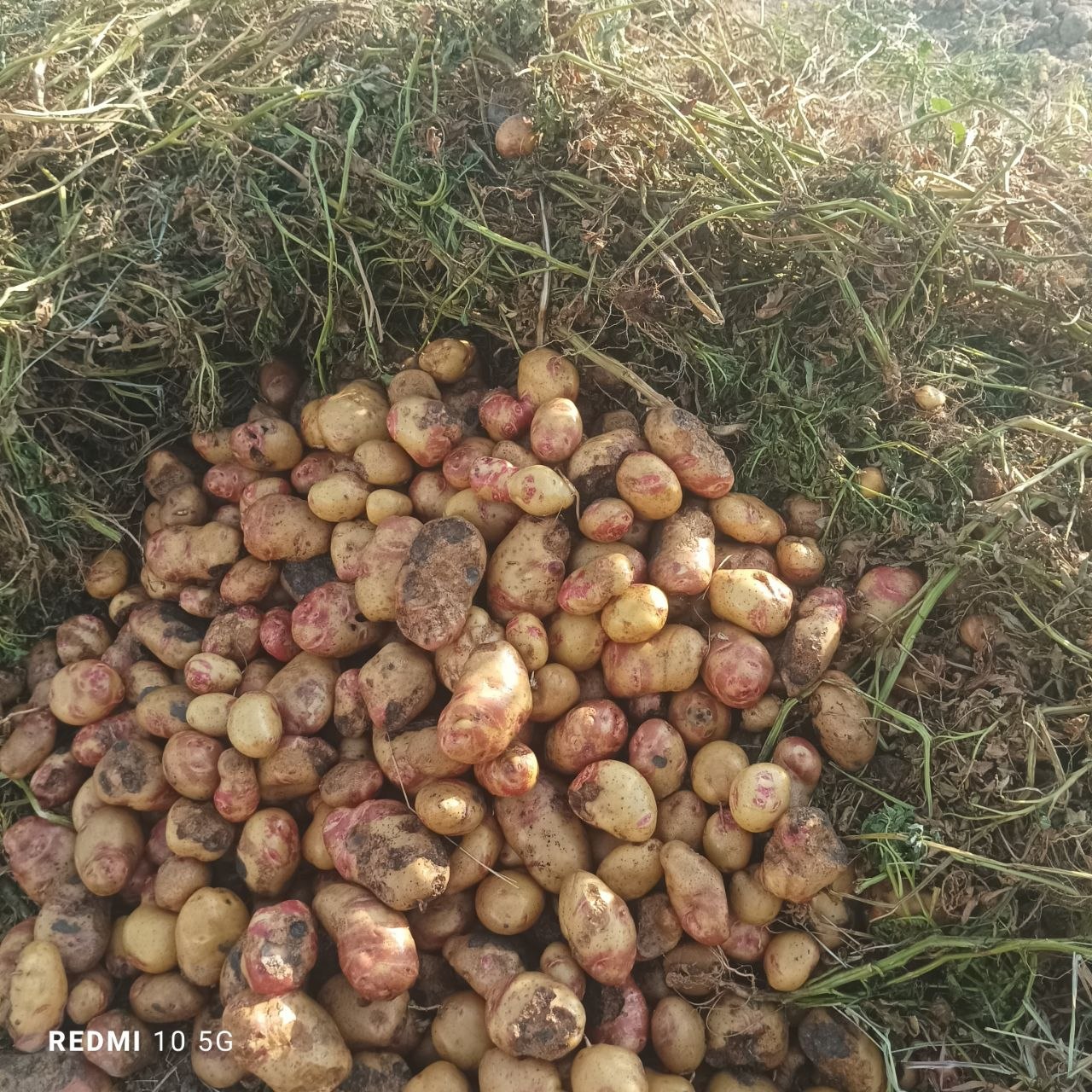 Molga kartoshka bor 10 t