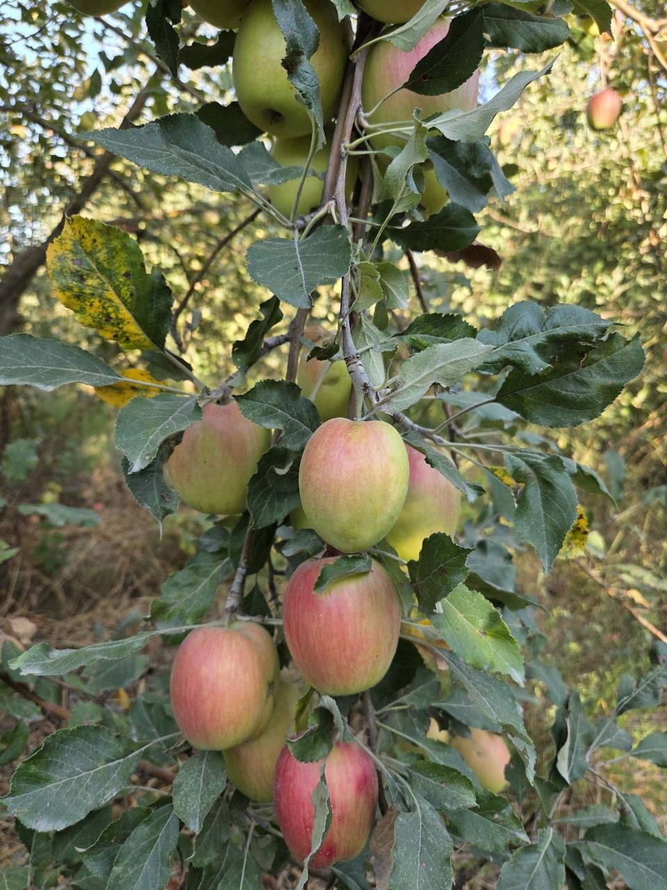 Qirgʻis qandil olma