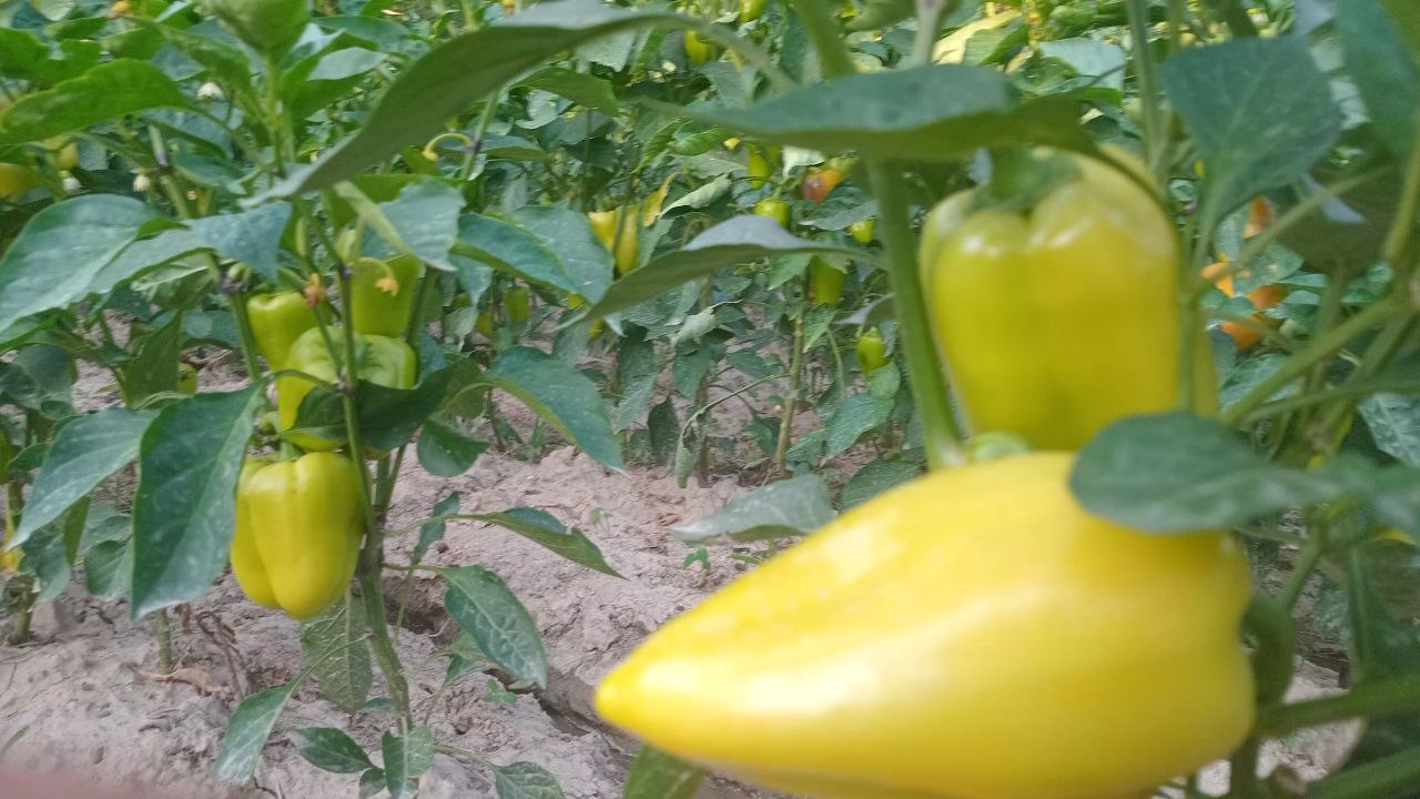 Palyot balgar — 300 kg og'irlik