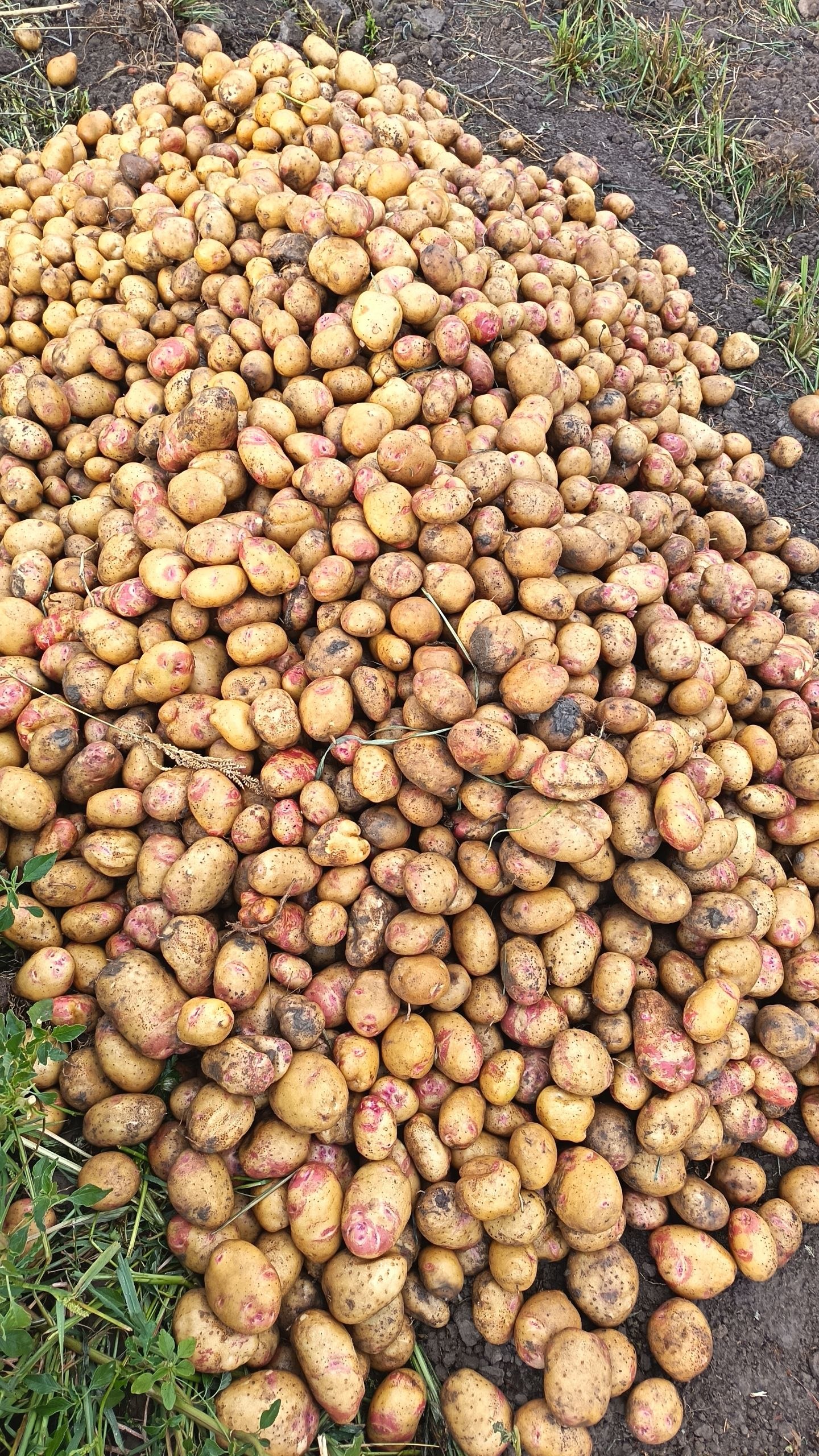 Kartoshka bor pikas manzil gulbuloq QFY