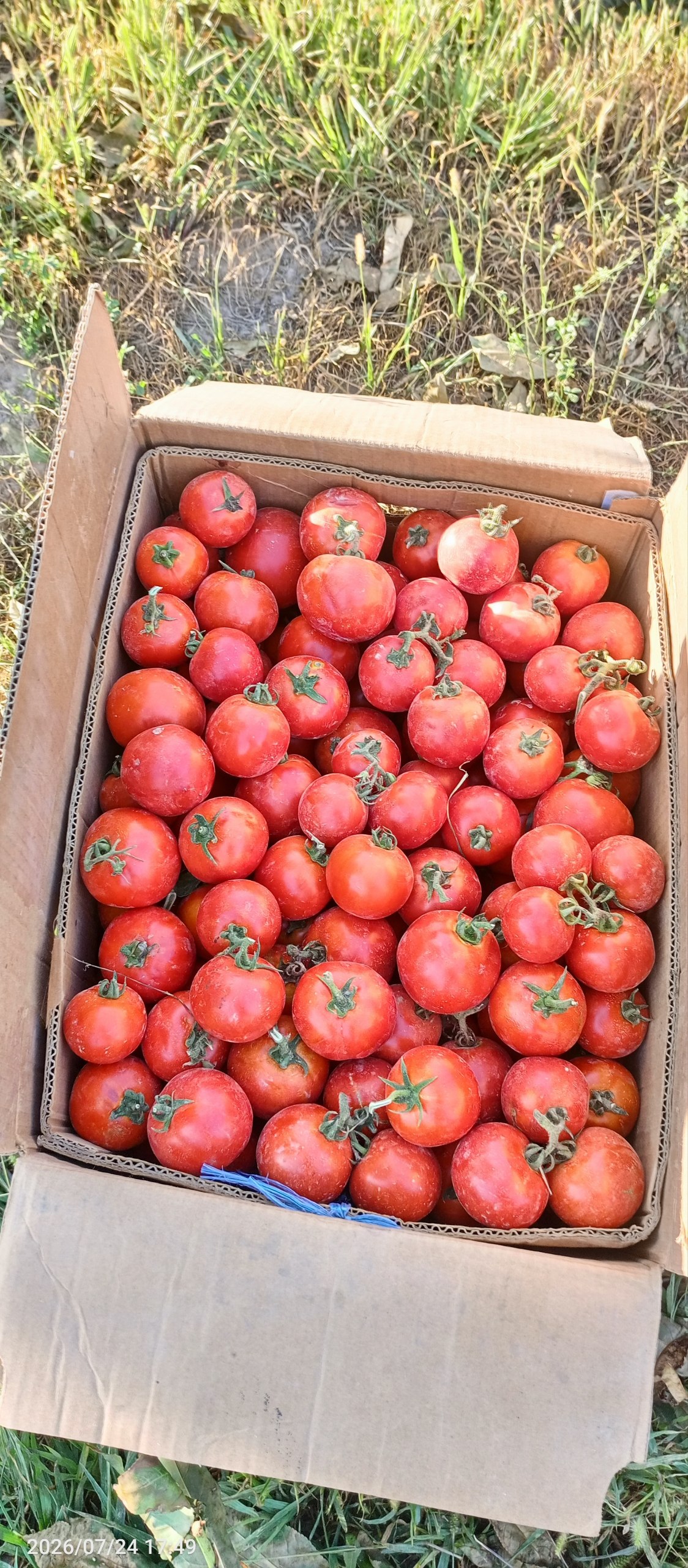 10 korobka pamidor — tayyor, yangi