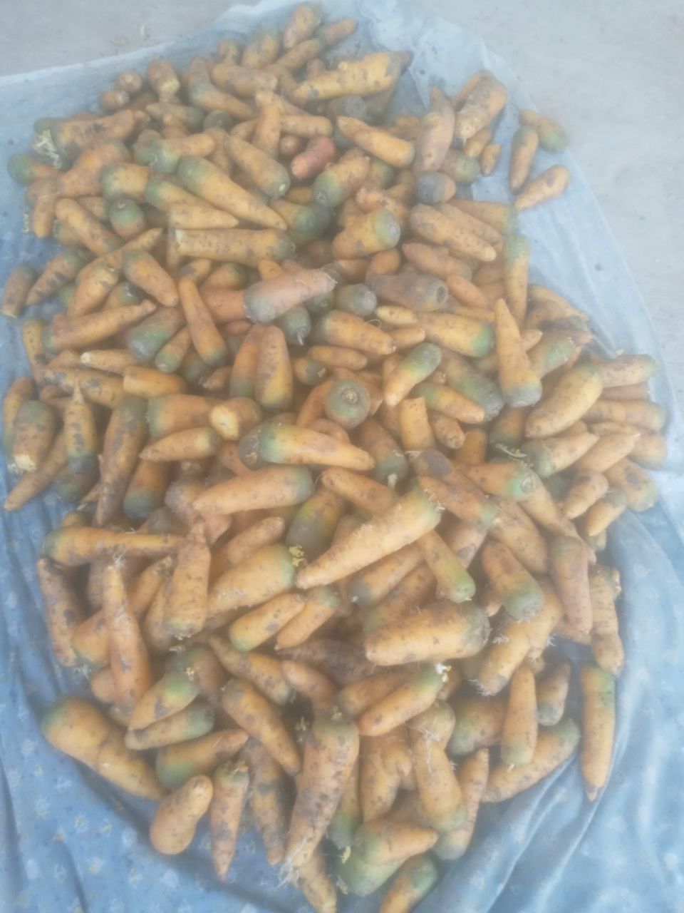Sariq sabzi — chust karkidonda