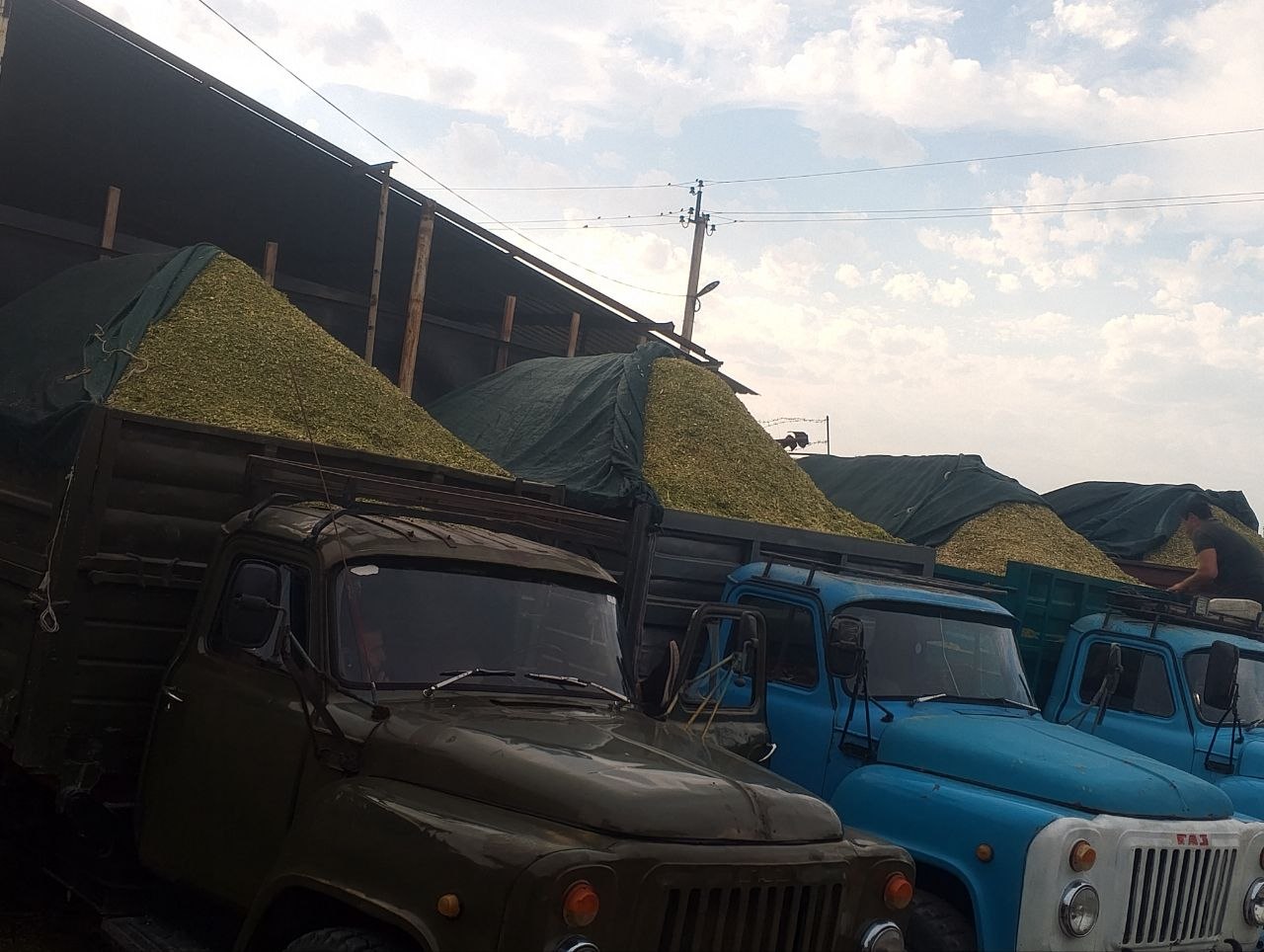 Силослар бор йагуарда урилган