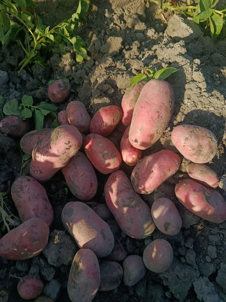 Kartoshka olamiz yaxshi narxlarda