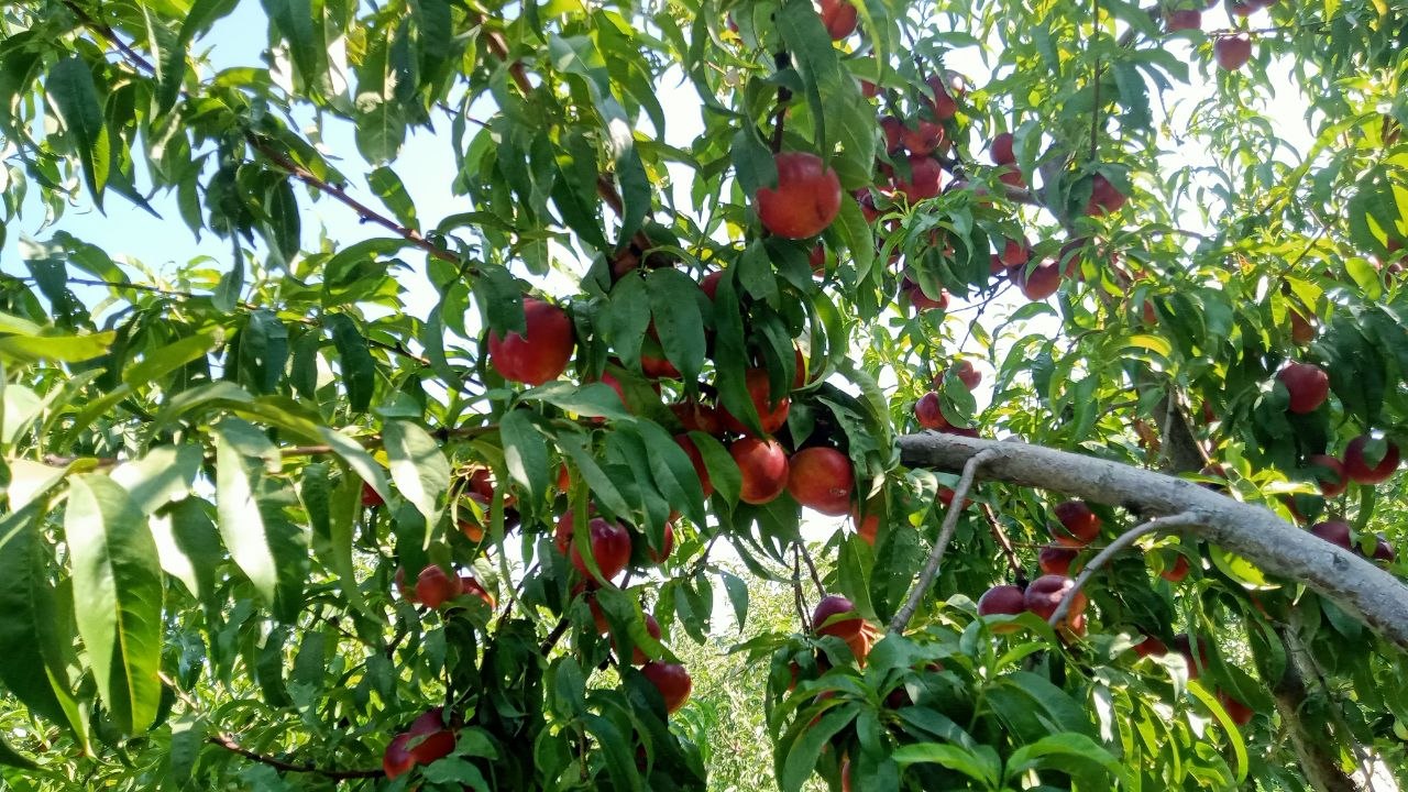 Pishgan shaftoli — yangi, mazali