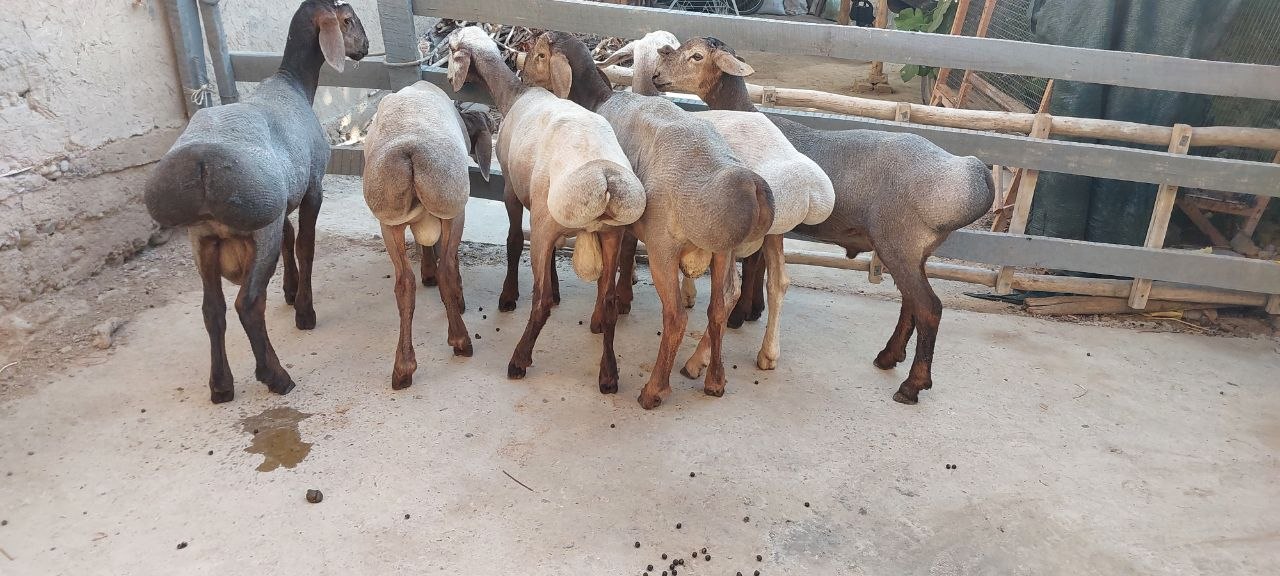 Qirg'iziston qochqorlari — 6 oylik, 10 dona