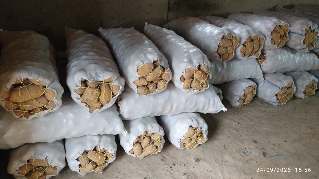 Tayor yuk bor Kartoshka 100 qop Atrofida