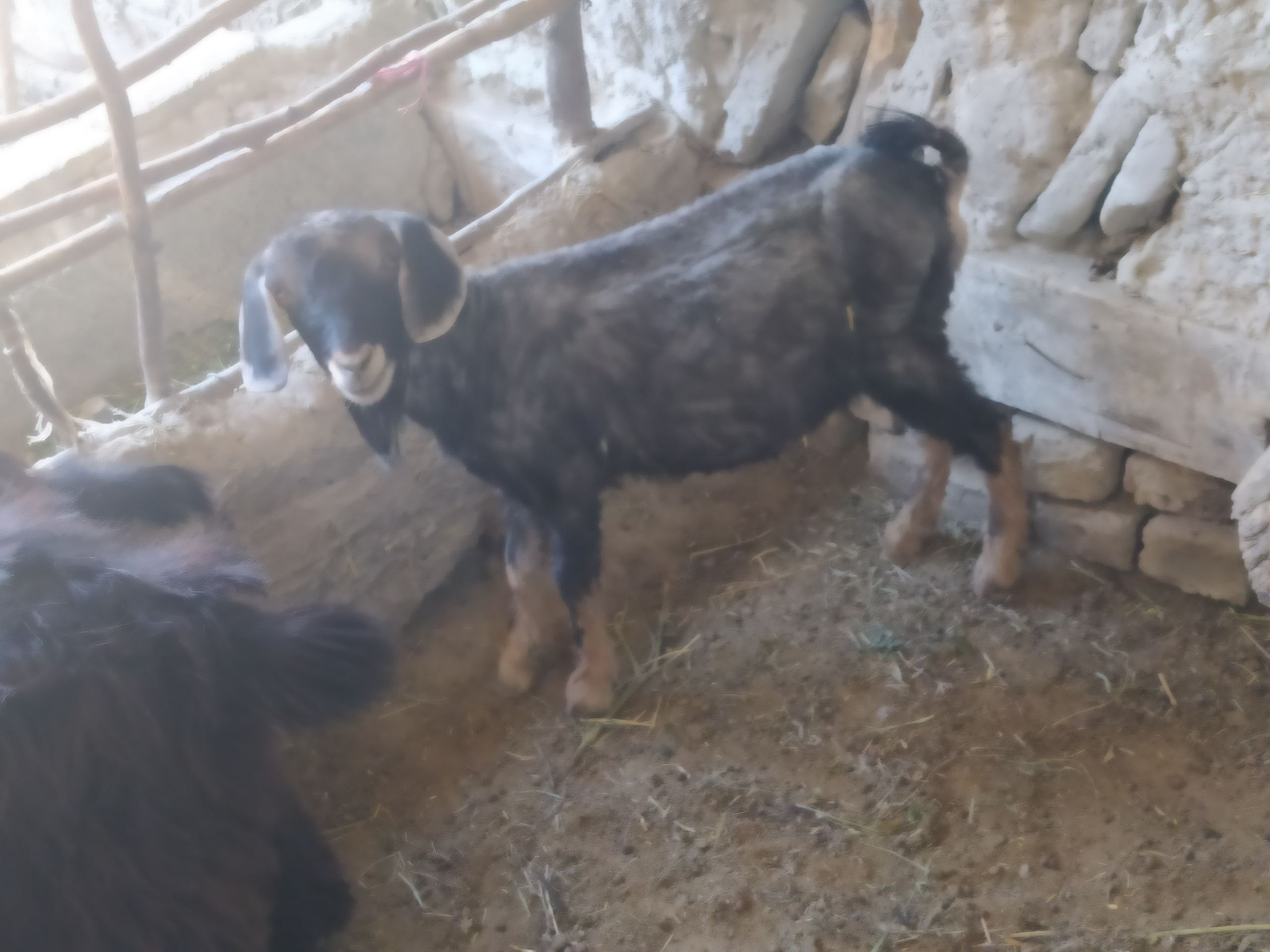 3та экизой эчкила сотилади нархи 1900дан ками бор