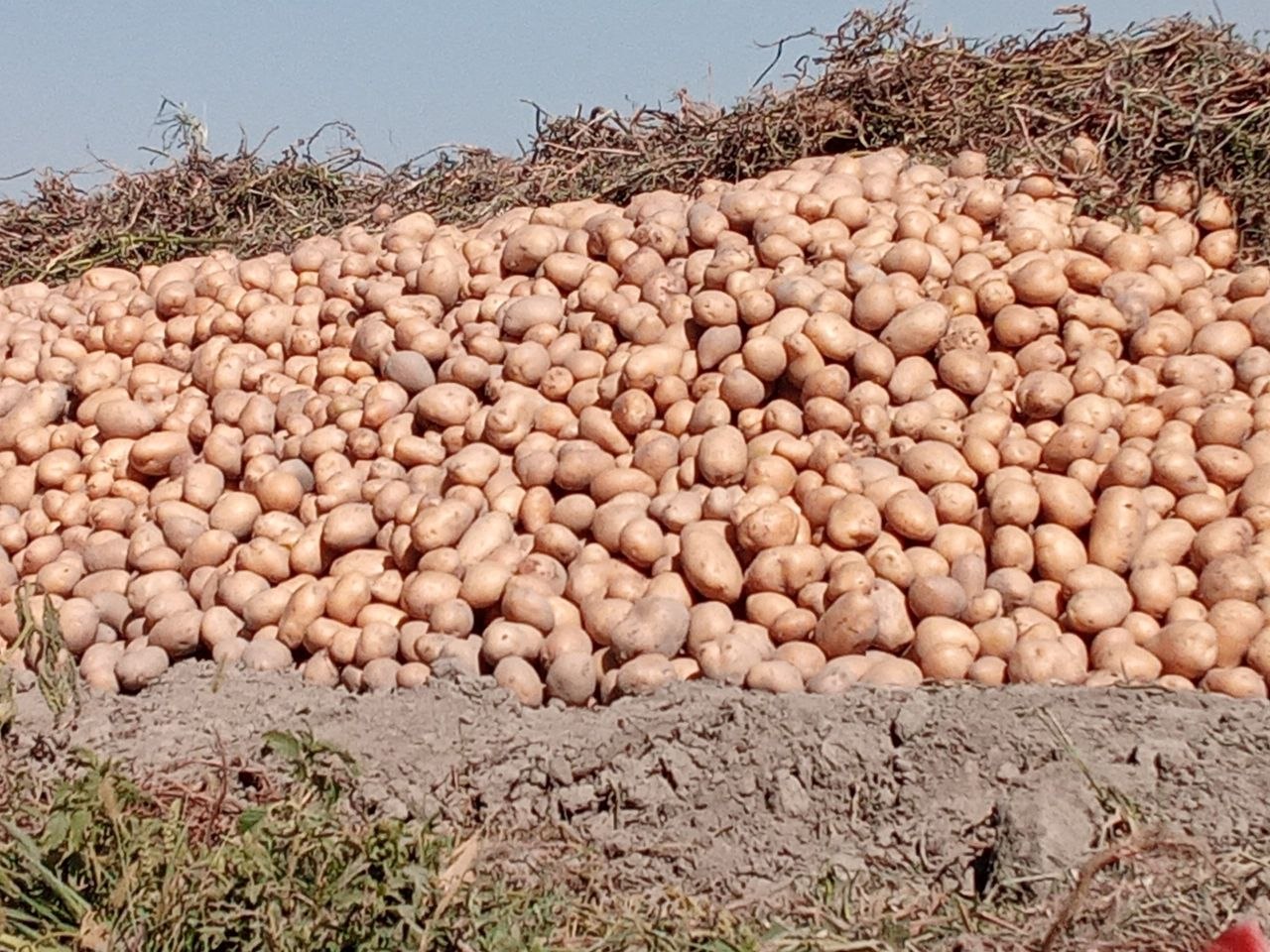 Arizona kartoshka 15 tonna Bulungʻur tumani Navoiy MTP