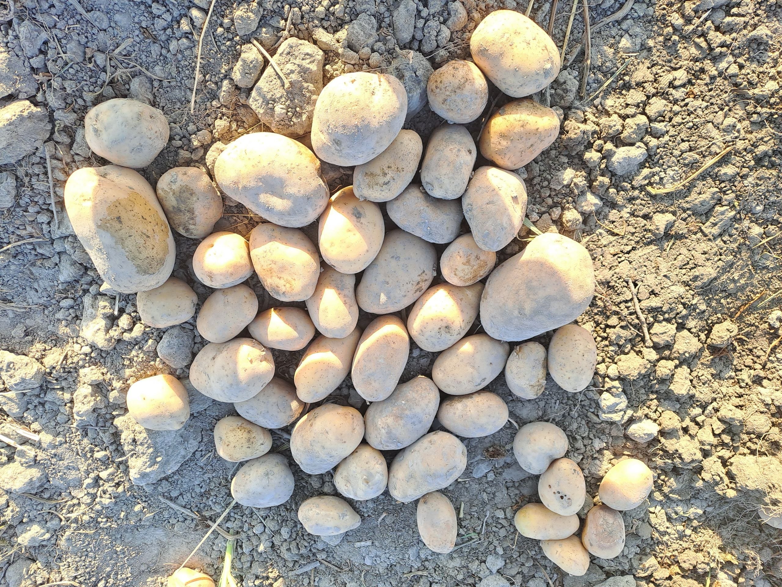 Shu kartoshka kadan 2 tonna bor oladigan bolsa narxi