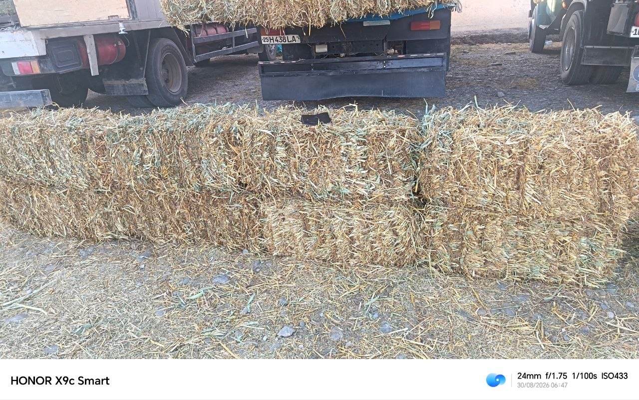 Somon bor oladiganlar ga