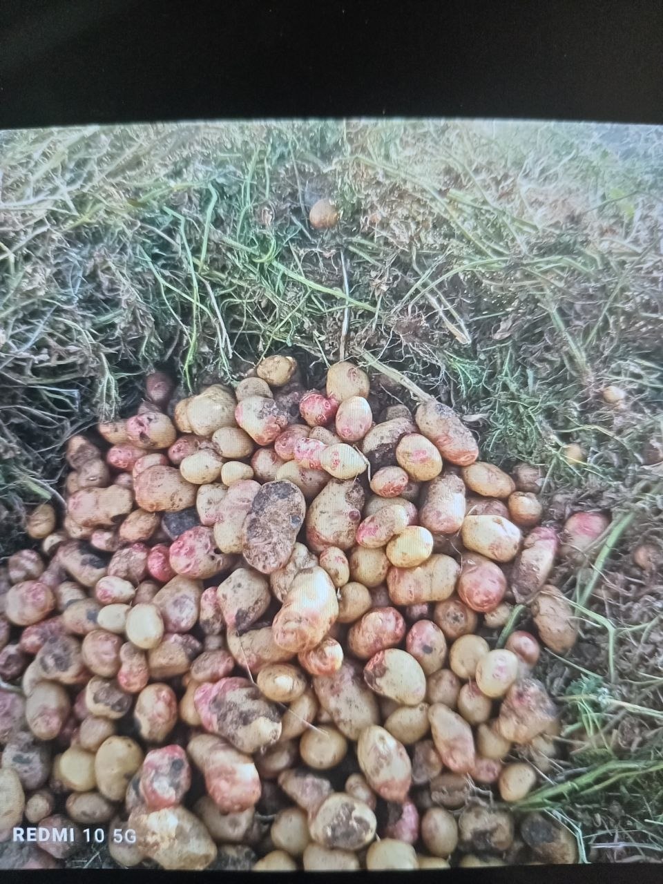 Buzuq kartoshka bor